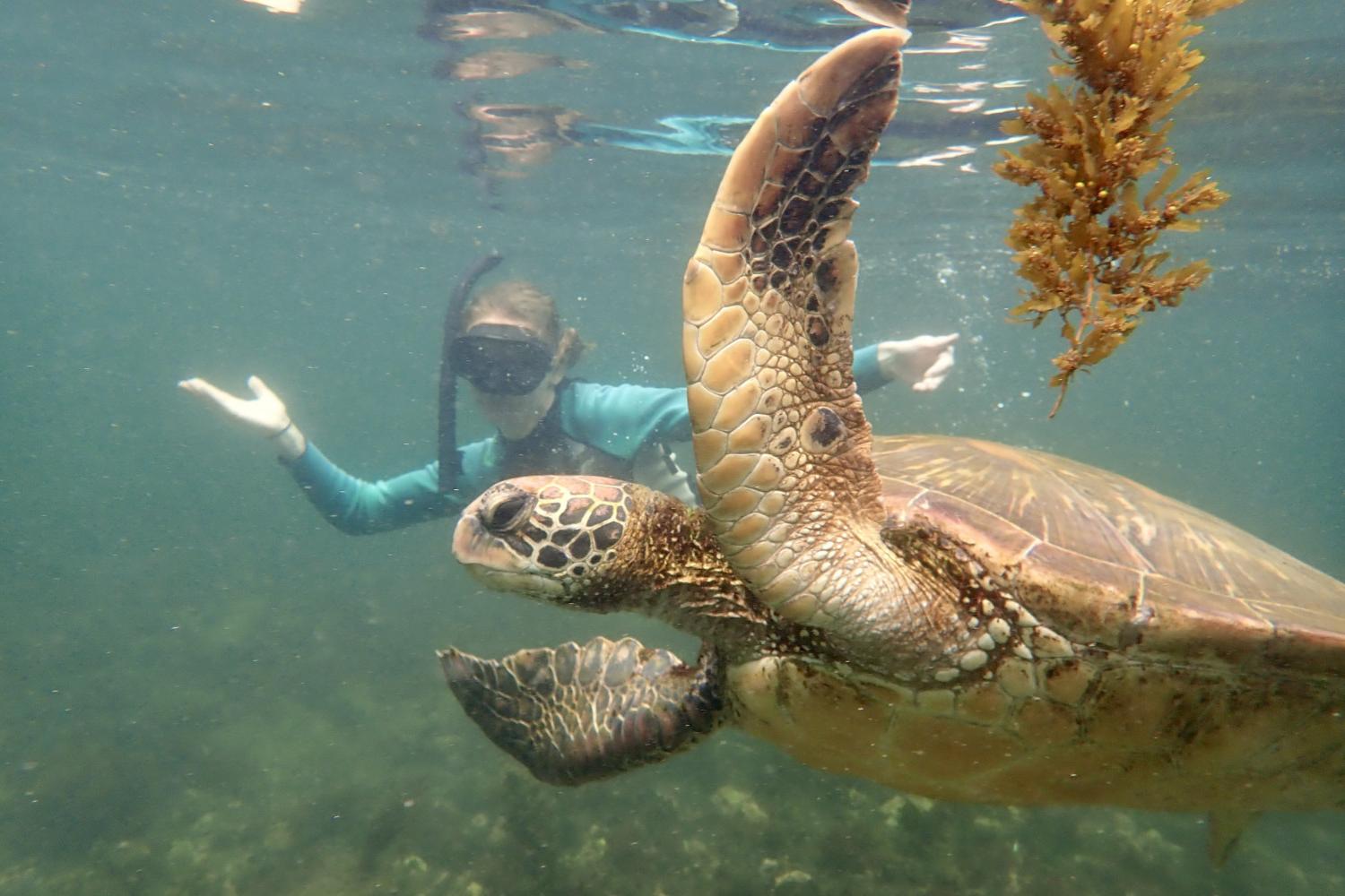 一名<a href='http://ls9.ngskmc-eis.net/'>博彩网址大全</a>学生在Galápagos群岛游学途中与一只巨龟游泳.